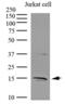 Interleukin 32 antibody, GTX50008, GeneTex, Western Blot image 