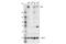 E1A Binding Protein P300 antibody, 86377S, Cell Signaling Technology, Western Blot image 