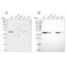 Adenosylhomocysteinase antibody, NBP2-48731, Novus Biologicals, Western Blot image 