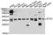 Syntaxin 2 antibody, A10444, ABclonal Technology, Western Blot image 