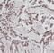 G Protein-Coupled Receptor Class C Group 5 Member A antibody, FNab03614, FineTest, Immunohistochemistry frozen image 