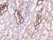 FXYD Domain Containing Ion Transport Regulator 2 antibody, 201892-T08, Sino Biological, Immunohistochemistry frozen image 