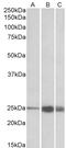 Cell Division Cycle 6 antibody, 43-277, ProSci, Enzyme Linked Immunosorbent Assay image 