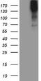 Microtubule Associated Serine/Threonine Kinase 2 antibody, TA808834, Origene, Western Blot image 