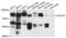 RAB27B, Member RAS Oncogene Family antibody, PA5-76592, Invitrogen Antibodies, Western Blot image 