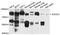 RAB27B, Member RAS Oncogene Family antibody, PA5-76592, Invitrogen Antibodies, Western Blot image 