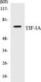 RRN3 Homolog, RNA Polymerase I Transcription Factor antibody, EKC1564, Boster Biological Technology, Western Blot image 