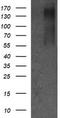ERBB2 antibody, TA505802S, Origene, Western Blot image 