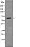 MAP2 antibody, PA5-64685, Invitrogen Antibodies, Western Blot image 