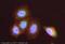 Arachidonate 5-Lipoxygenase Activating Protein antibody, ab85227, Abcam, Immunofluorescence image 