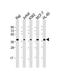 Selectin L antibody, GTX81602, GeneTex, Western Blot image 