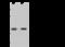 Neuroendocrine convertase 1 antibody, GTX02432, GeneTex, Western Blot image 