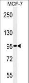 Transmembrane Protein 132E antibody, LS-C161972, Lifespan Biosciences, Western Blot image 