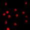 Transcription Elongation Factor A Like 1 antibody, LS-C368722, Lifespan Biosciences, Immunofluorescence image 