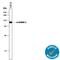 Actinin Alpha 1 antibody, MAB8279, R&D Systems, Western Blot image 