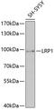 LDL Receptor Related Protein 1 antibody, 15-516, ProSci, Western Blot image 