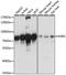 Lysyl-TRNA Synthetase antibody, A13772, ABclonal Technology, Western Blot image 