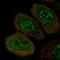Zinc Finger Protein 543 antibody, HPA029736, Atlas Antibodies, Immunofluorescence image 