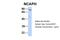 Non-SMC Condensin I Complex Subunit H antibody, 26-111, ProSci, Western Blot image 