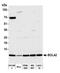 BolA Family Member 2B antibody, NBP2-78832, Novus Biologicals, Western Blot image 