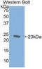 AIF1 antibody, LS-C292362, Lifespan Biosciences, Western Blot image 