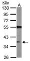 Ras Association Domain Family Member 2 antibody, LS-C185875, Lifespan Biosciences, Western Blot image 