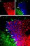 Gamma-Aminobutyric Acid Type A Receptor Alpha6 Subunit antibody, PA5-77403, Invitrogen Antibodies, Immunohistochemistry frozen image 