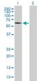 Glycerophosphodiester Phosphodiesterase Domain Containing 2 antibody, H00054857-B01P, Novus Biologicals, Western Blot image 