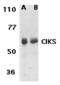 TRAF3 Interacting Protein 2 antibody, MBS150496, MyBioSource, Western Blot image 