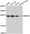 RAB5C, Member RAS Oncogene Family antibody, A7342, ABclonal Technology, Western Blot image 