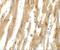 Muscular LMNA-interacting protein antibody, PA5-72759, Invitrogen Antibodies, Immunohistochemistry paraffin image 