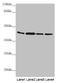 Aflatoxin B1 aldehyde reductase member 2 antibody, LS-C675370, Lifespan Biosciences, Western Blot image 