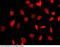 Small Ubiquitin Like Modifier 2 antibody, 101083-T38, Sino Biological, Immunohistochemistry frozen image 