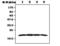 Dual Specificity Phosphatase 3 antibody, MA5-17213, Invitrogen Antibodies, Western Blot image 