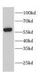 CALR antibody, FNab01224, FineTest, Western Blot image 