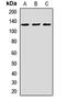 Calcium Voltage-Gated Channel Auxiliary Subunit Alpha2delta 3 antibody, orb411725, Biorbyt, Western Blot image 