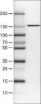 CCCTC-Binding Factor antibody, NBP2-52911, Novus Biologicals, Western Blot image 
