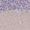 Mitochondrial Ribosomal Protein S18B antibody, PA5-62171, Invitrogen Antibodies, Immunohistochemistry frozen image 