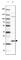 Centromere Protein M antibody, HPA042404, Atlas Antibodies, Western Blot image 