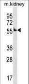 Cyclin A1 antibody, LS-C158184, Lifespan Biosciences, Western Blot image 