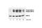 Glycogen Synthase Kinase 3 Alpha antibody, 9331L, Cell Signaling Technology, Western Blot image 