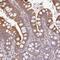 Zinc Finger Protein 266 antibody, PA5-62921, Invitrogen Antibodies, Immunohistochemistry paraffin image 