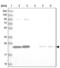 Tumor Protein, Translationally-Controlled 1 antibody, NBP2-38447, Novus Biologicals, Western Blot image 