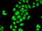 SAM Pointed Domain Containing ETS Transcription Factor antibody, 15-378, ProSci, Immunofluorescence image 