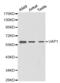 UDP-N-Acetylglucosamine Pyrophosphorylase 1 antibody, abx001731, Abbexa, Western Blot image 