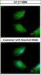 Cytokine Induced Apoptosis Inhibitor 1 antibody, GTX113988, GeneTex, Immunocytochemistry image 