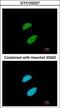 Tripartite Motif Containing 28 antibody, GTX102227, GeneTex, Immunofluorescence image 