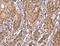 Potassium Voltage-Gated Channel Subfamily J Member 6 antibody, LS-C406422, Lifespan Biosciences, Immunohistochemistry frozen image 