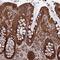 Transmembrane And Ubiquitin Like Domain Containing 2 antibody, PA5-60253, Invitrogen Antibodies, Immunohistochemistry paraffin image 