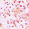 Heat Shock Transcription Factor 1 antibody, LS-C356116, Lifespan Biosciences, Immunohistochemistry frozen image 
